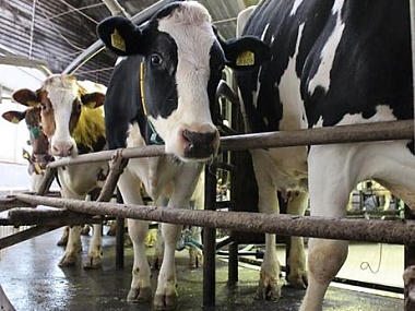ООО «ДОН» ​​Повышение эффективности производства молока