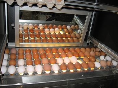 ООО «РЯБА» Оптимизация процесса сортировки куриного яйца