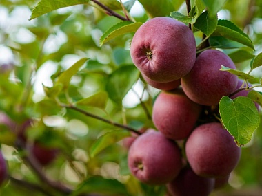 ЗАО «Острогожсксадпитомник» Оптимизация процесса сбора плодов яблоневых культур