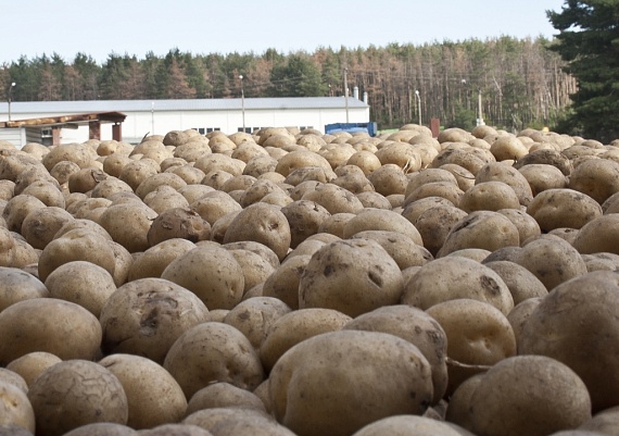 При помощи нацпроекта воронежская компания по производству картофельных хлопьев улучшила показатели 